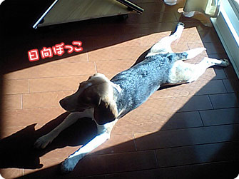 ビーグル犬 きなこ