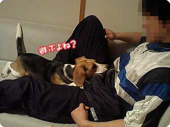 ビーグル犬 きなこ