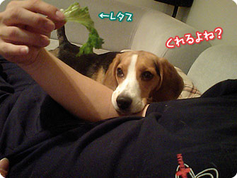ビーグル犬 きなこ