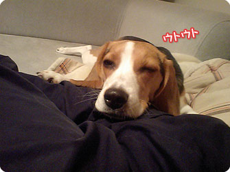 ビーグル犬 きなこ