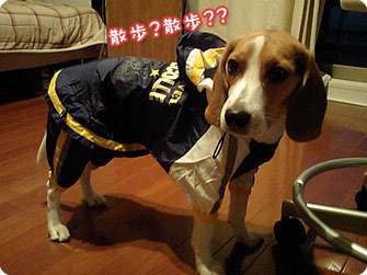 ビーグル犬 きなこ