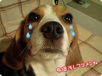 ビーグル犬 きなこ