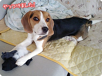 ビーグル犬 きなこ