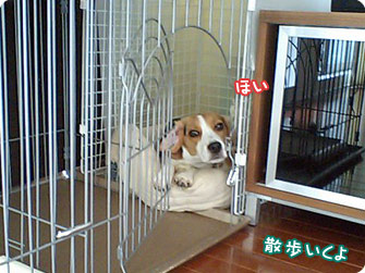 ビーグル犬 きなこ