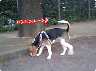 ビーグル犬 きなこ