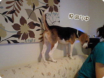 ビーグル犬 きなこ