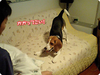 ビーグル犬 きなこ