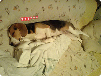 ビーグル犬 きなこ
