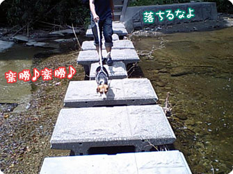 ビーグル犬 きなこ