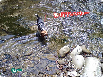 ビーグル犬 きなこ