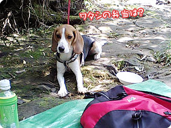 ビーグル犬 きなこ