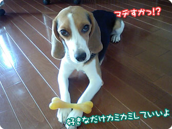 ビーグル犬 きなこ