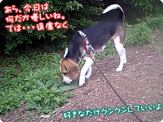 ビーグル犬 きなこ