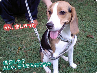 ビーグル犬 きなこ