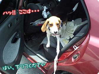 ビーグル犬 きなこ
