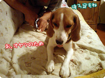 お、オヤツのためなら