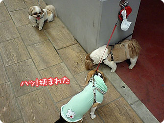 ハッ!挟まれてた