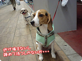 逃げ場もないし諦めて待つしかないか・・・