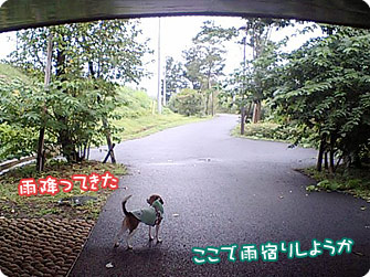 ここで雨宿りしようか