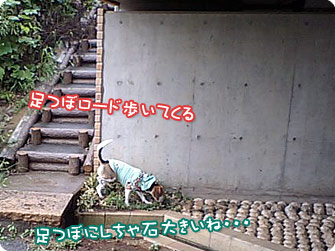 足つぼロード歩いてくる