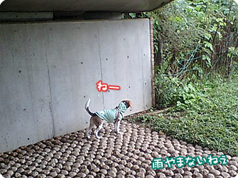 雨やまないねぇ