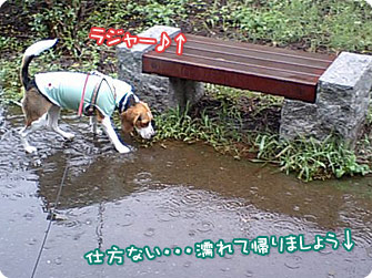 仕方ない・・・濡れて帰りましょう