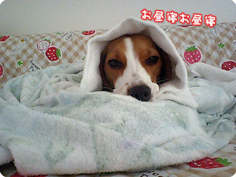 お昼寝お昼寝