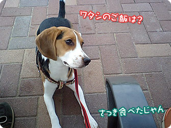 ワタシのご飯は?