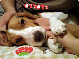 撫でて撫でて
