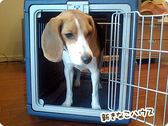 新きなこハウス