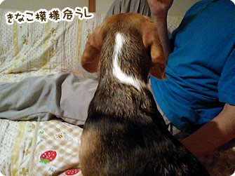 きなこ模様危うし