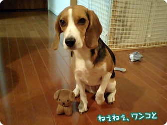 ねぇねぇ、ワンコと