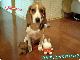 ウサギ、どっちがいい?
