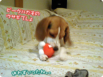 ビーグルだものウサギでしょ