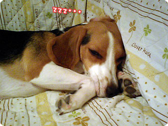 zzz・・・