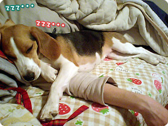 zzz・・・