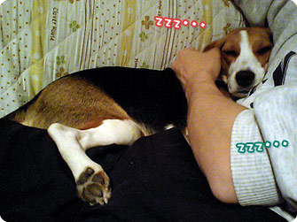 zzz・・・