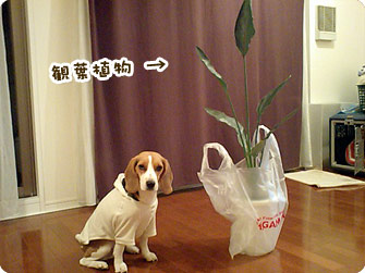 観葉植物