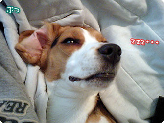 zzz・・・