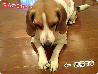 ガン見中