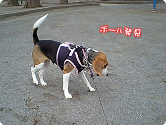 ボール発見