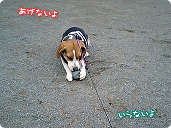 あげないよ
