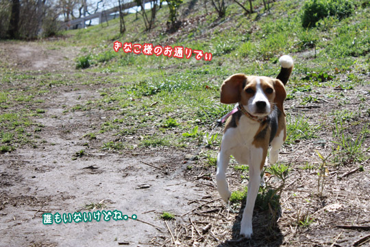 きなこ様のお通りでぃ