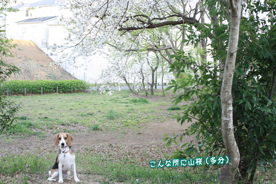 こんな所に山桜