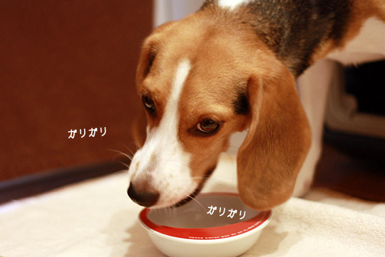 ビーグル きなこ