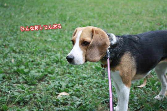 ビーグル きなこ