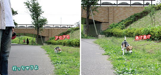 ビーグル きなこ