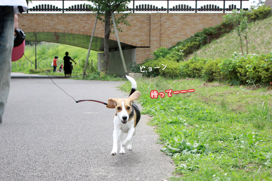 ビーグル きなこ