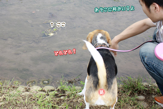 ビーグル きなこ