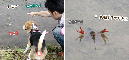ビーグル きなこ